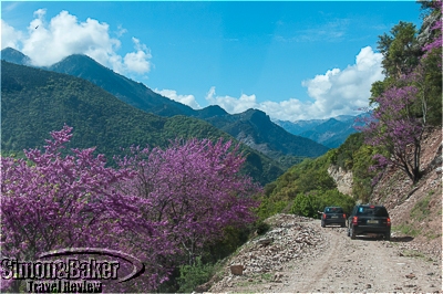 The mountain roads were lined with Judas trees in full bloom