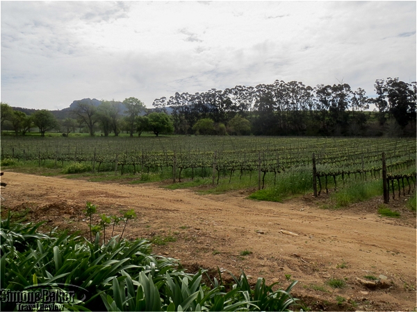 The vineyards at Klein Constantia