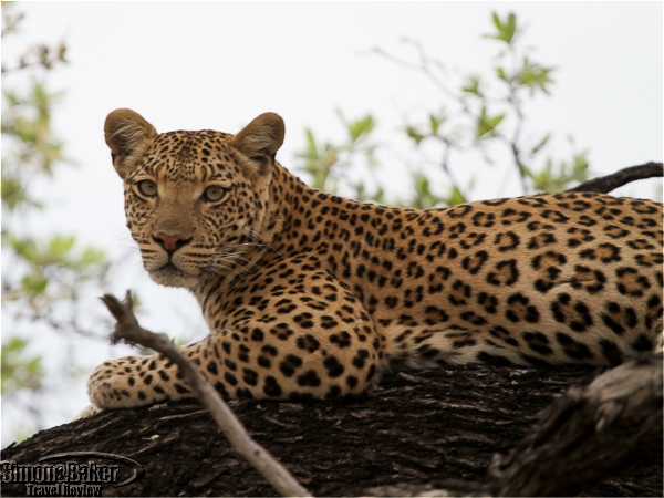 Leopard in a tree near Camp Moremi