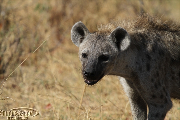 A hyena in the Moremi park