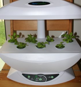 sbtraerogrow_seedlings.jpg