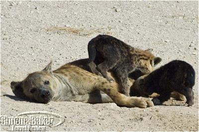 Hyenas at Porini Amboseli