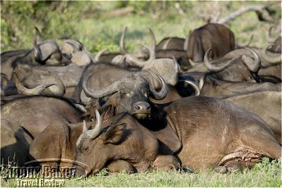 Buffalos at the Royal Malewane