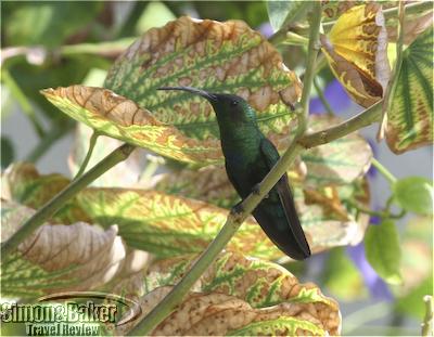 Hummingbird in Saint Lucia