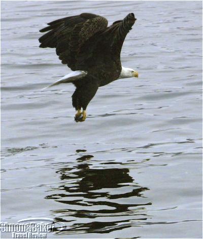 Eagle fishing
