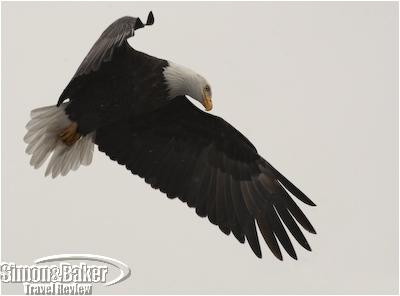 Eagle in flight