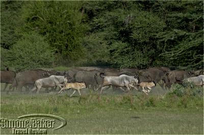 A herd of wildebeests rushes past at Lake Manyara