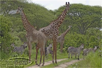 Zebras and giraffes are unconcerned by our presence