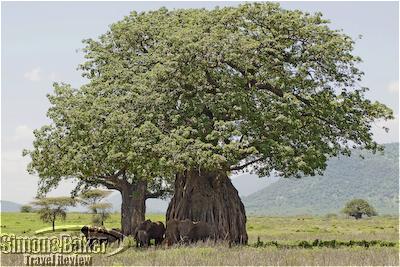 Elephants shade themselves under a baobab