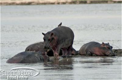 The river was filled with hippos