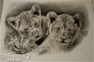 Andre McDonald sketch of lion cubs