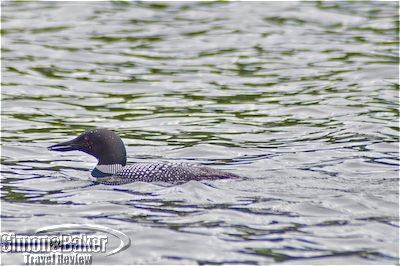 Loons are a frequent sight on Squam Lake