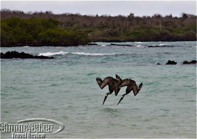 Pelicans fishing in Garrapatero Bay on Santa Cruz Island