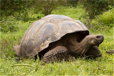 Giant tortoise at Rancho Primicias, Santa Cruz Island