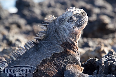Galapagos marine iguana on the islet of Las Tintoreras
