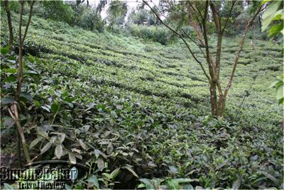 Makaibari tea fields