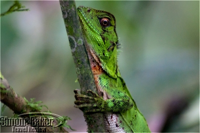 Amazon forest dragon