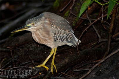 Striated heron