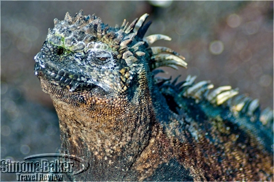 Fernandina marine iguana