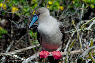 Red footed booby