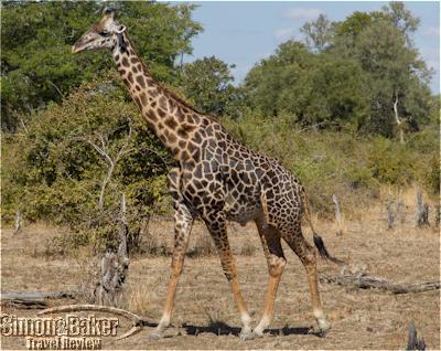 Giraffe on a drive from Chinzombo camp