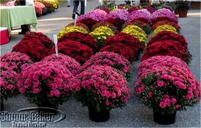 Lovely fall flower pots in a variety of colors
