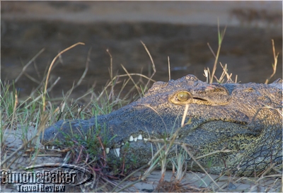 Crocodile sunbathing on the river bank