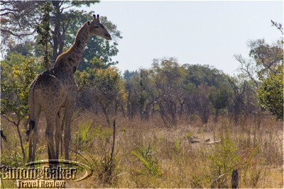 A giraffe keeping vultures away from her baby