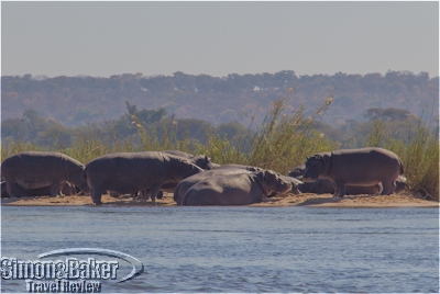 Hippos sunbathing during my canoe trip