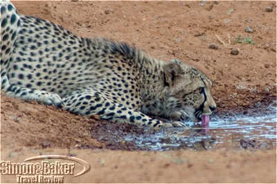 Cheetahs at the waterhole 