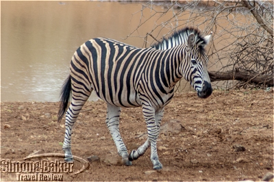 A young zebra heading to the waterhole
