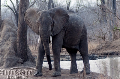 Elephant were a common sight at Mkulumadzi