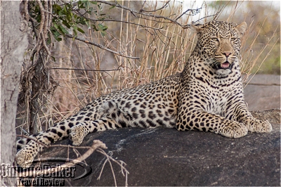 A large male leopard surveys its domain