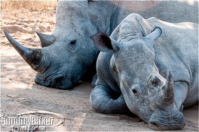 Rhinos enjoyed a nap in the shade