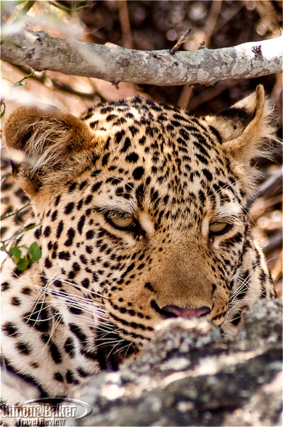 We came across this leopard concealed in the underbrush