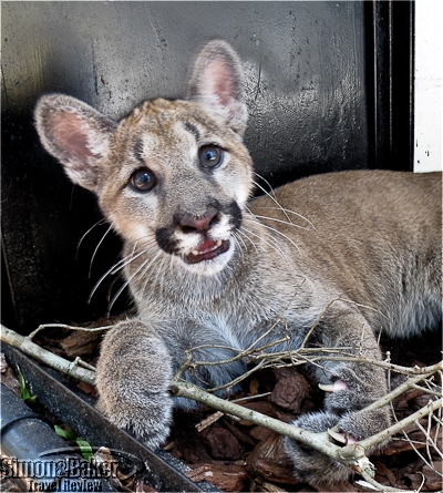 Yuma, the Florida panther cub
