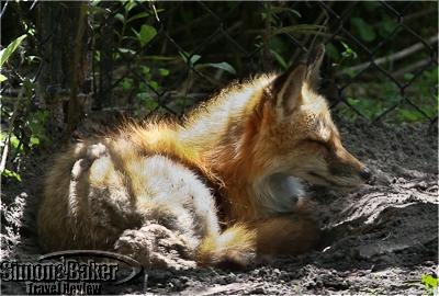 This cute fox was sleeping in the partial shade