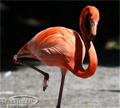 A real pink flamingo