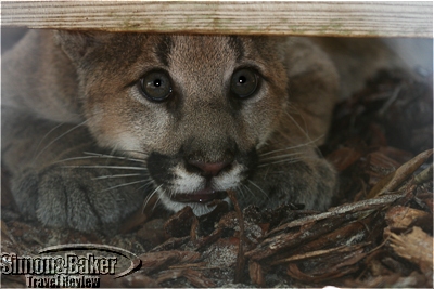 The cub was playful and in constant motion