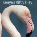 Birds of Kenya