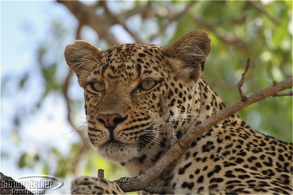 Leopard in a tree