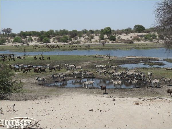 The wildlife was centered around the river