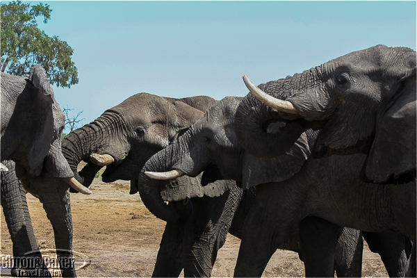 Elephants sharing a waterhole at Savute