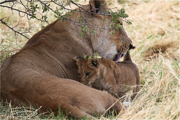 Mother lion and cub