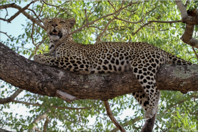 Leopard on a tree at Rattray's