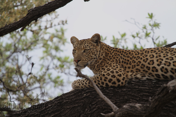 Botswana safari lodge, camps update
