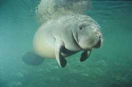 sWest Indican manatee