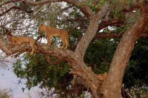 Tree-climbing lions of Chindeni by Josette King