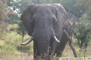 Kruger Park elephant