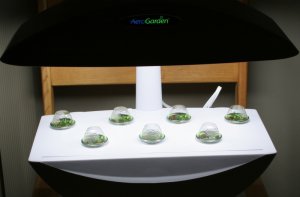 AeroGarden at start